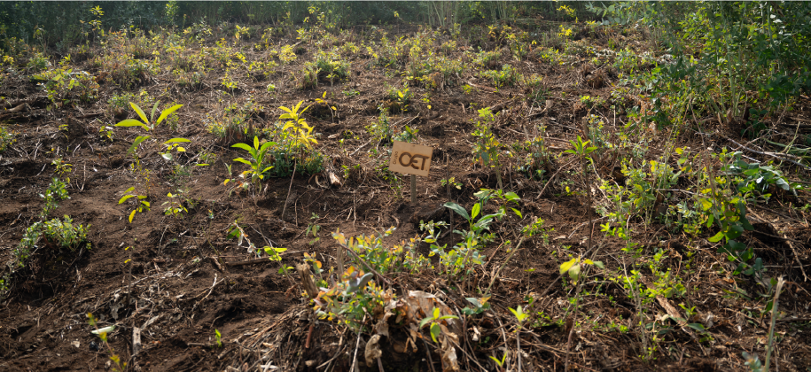 En Grupo OET, sembramos esperanza